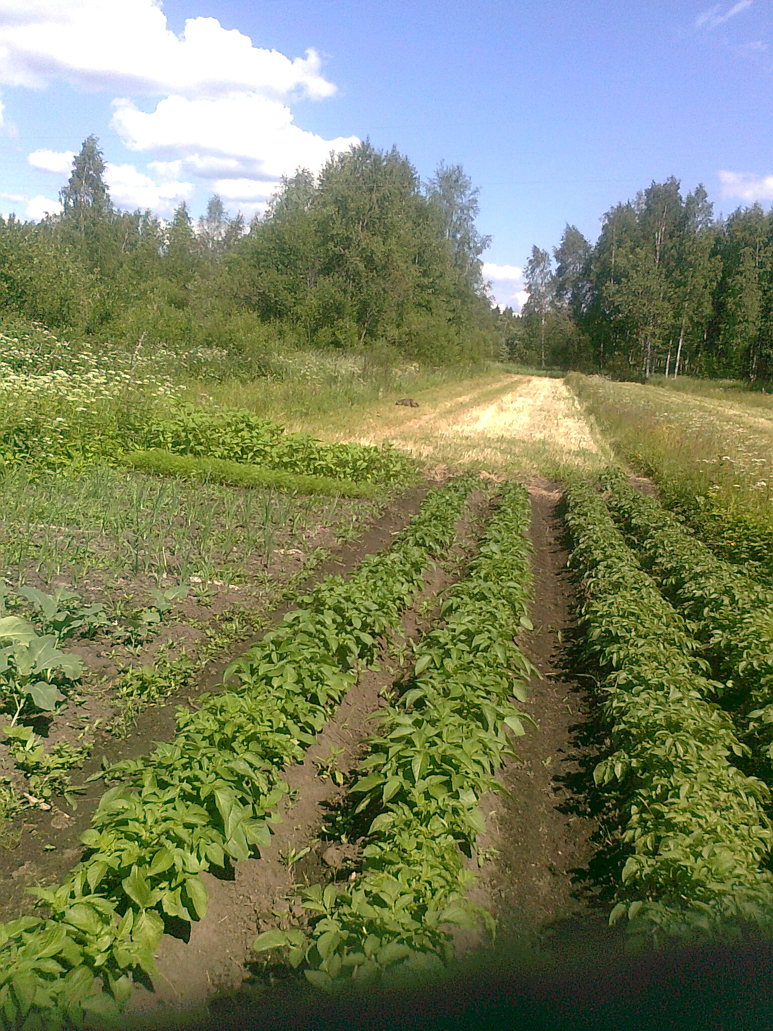 A90JPG-tiedosto: Viljelyksiä